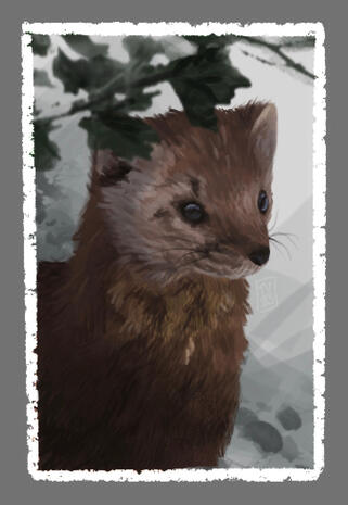 3. Pine Marten